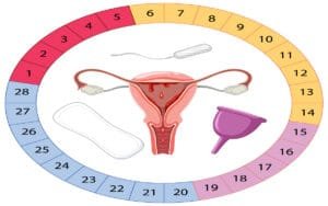 1. Como Monitorar Meu Ciclo Menstrual?