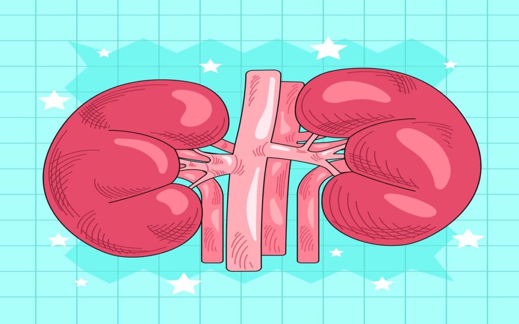 Função Renal e Excreção Urinária